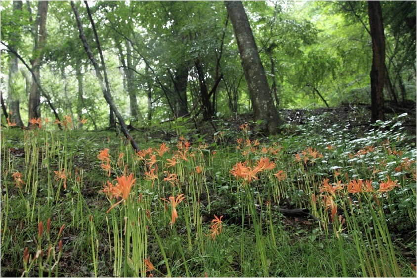 オオキツネノカミソリ 野草風薫 オオキツネノカミソリ 野草風薫