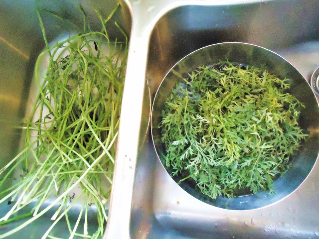 新しい野菜に挑戦!(33) -Carrot Green(ニンジンの葉 新しい野菜に挑戦!(33) -Carrot Green(ニンジンの葉