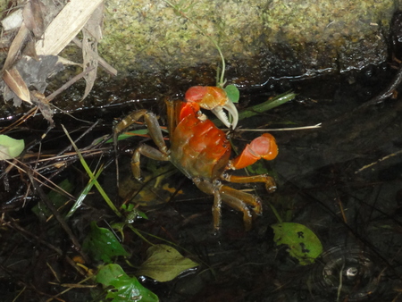 大阪府立大カニ調査サポート第５日目　in　せんなん里海公園_c0108460_23304742.jpg