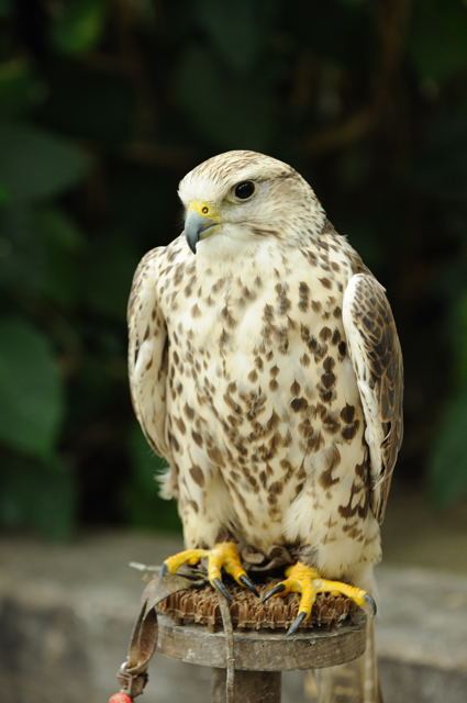 ハヤブサの仲間・3種 : 蜜蜂的写真日記