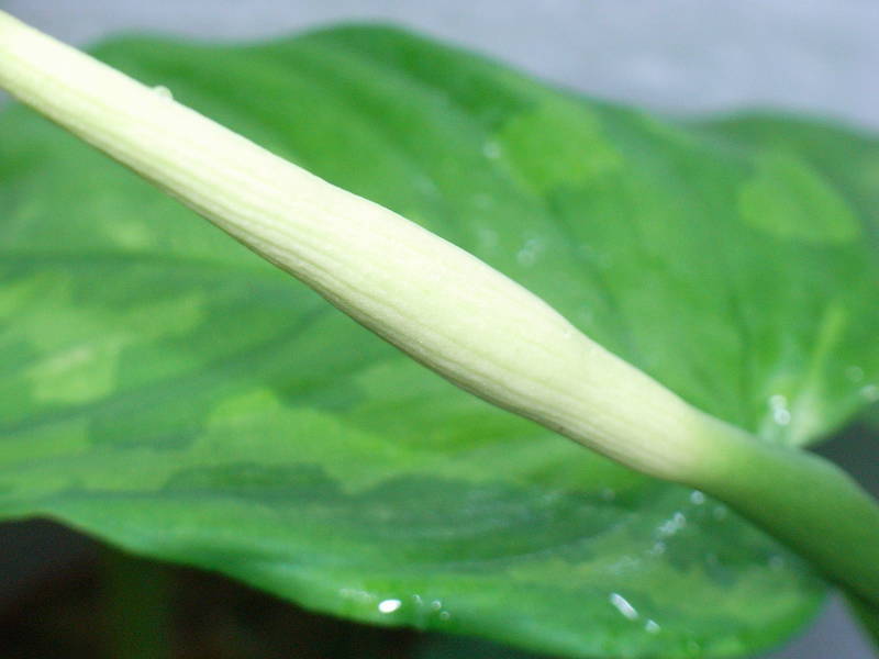 d0249970_20334311.jpg