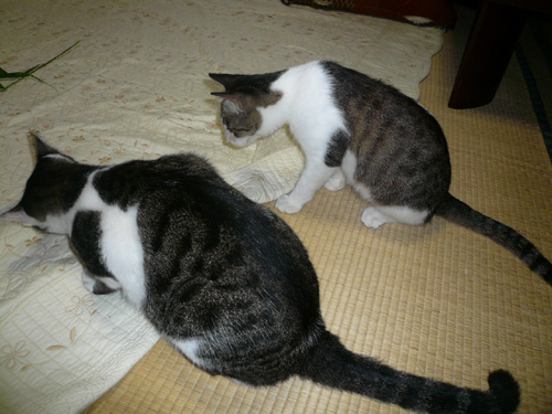 量産型ニャー_f0128873_20151519.jpg