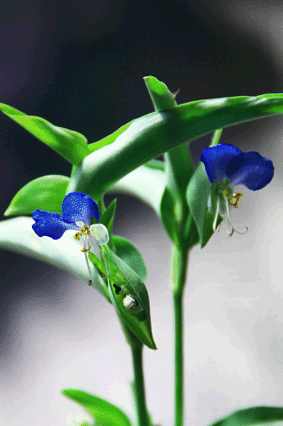 a0275782_924931.gif