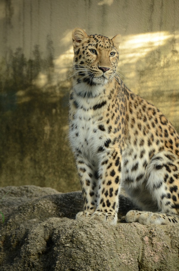 ２０１２年８月　王子動物園　トワイライトZoo_a0052986_021247.jpg