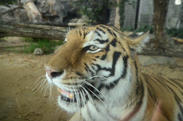 ２０１２年８月　王子動物園　トワイライトZoo_a0052986_0232327.jpg