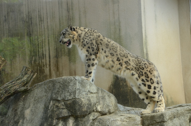 ２０１２年８月　王子動物園　トワイライトZoo_a0052986_026463.jpg