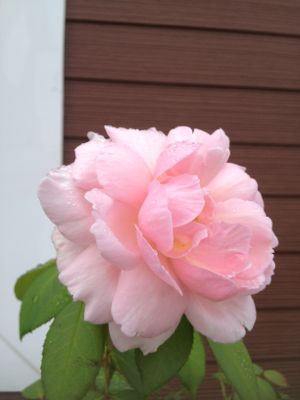 オールドローズ_a0134394_9253477.jpg