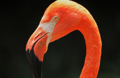 ベニイロフラミンゴ：Caribbean Flamingo_b0249597_514378.jpg