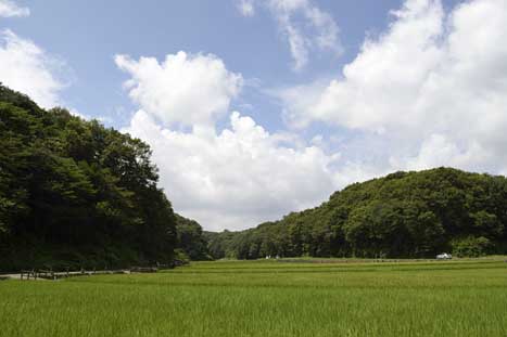 2012年8月12日　神奈川県横浜市青葉区　曇りのち晴れ_c0134805_17572153.jpg