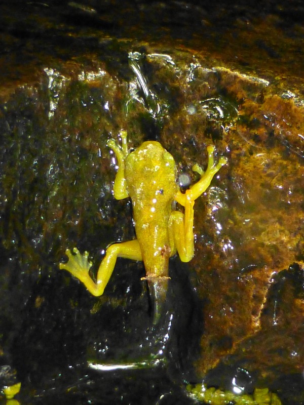 青蛙の森　新世代　Baby Frog_d0205917_12183434.jpg