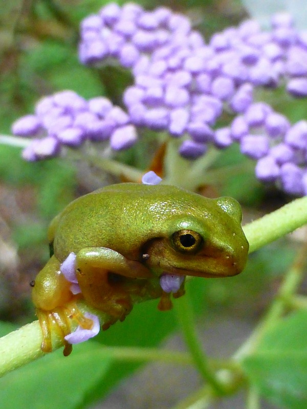 青蛙の森　新世代　Baby Frog_d0205917_1220624.jpg