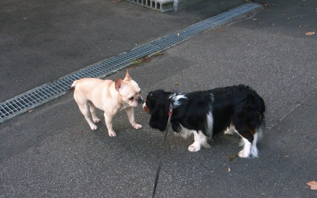 c0051132_21561440.jpg