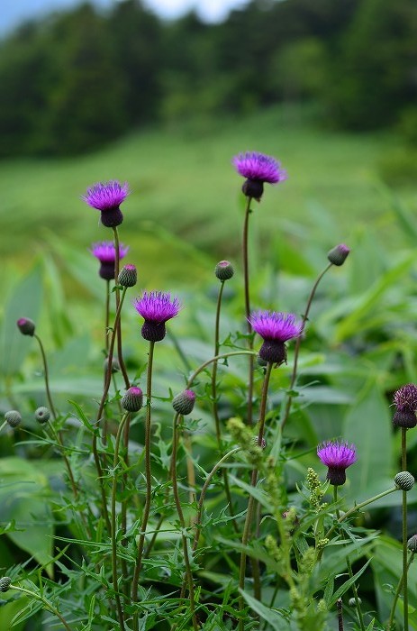 志賀高原の花---1_b0236334_16203429.jpg