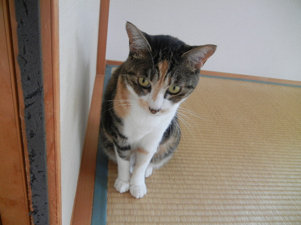 ’12,8,18(土)朝から雷雨で愛ちゃんは・・・?_f0060461_8523969.jpg
