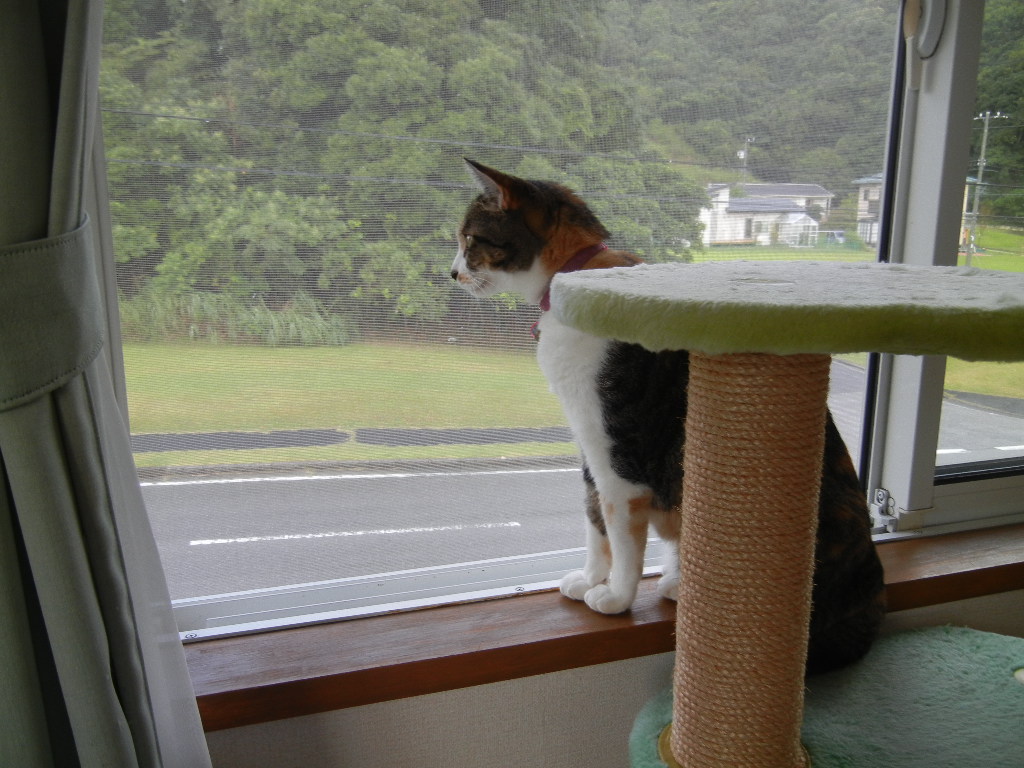’12,8,18(土)朝から雷雨で愛ちゃんは・・・?_f0060461_8585434.jpg