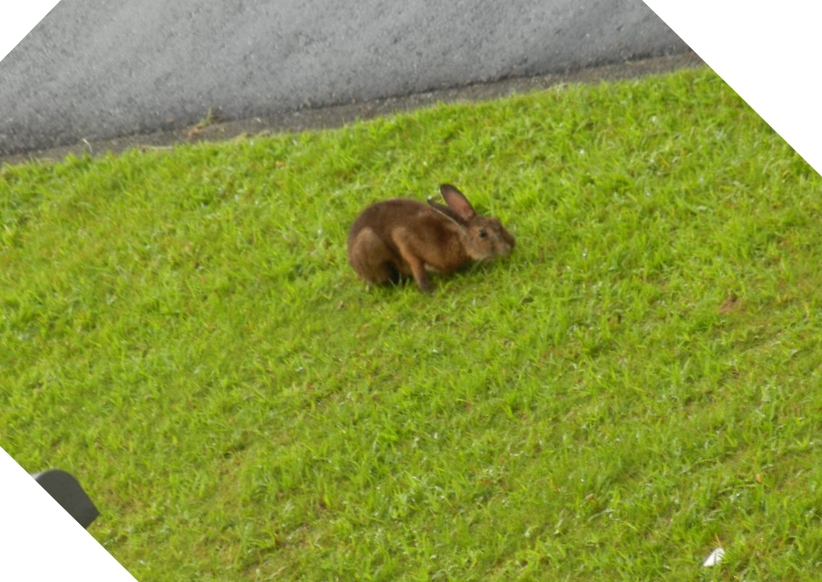 ’12,8,18(土)朝から雷雨で愛ちゃんは・・・?_f0060461_8595061.jpg