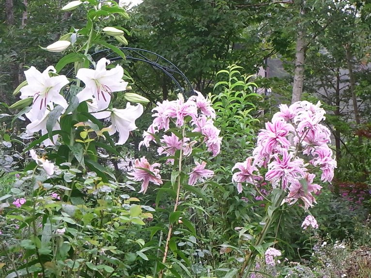 庭の隅々に広がる七色の花 花のある暮らし