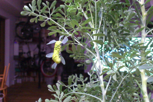 b0184969_14551772.jpg