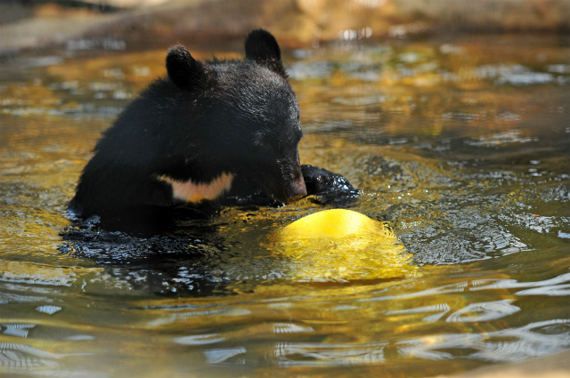 変わる大森山動物園・・・その後_b0145677_17252465.jpg