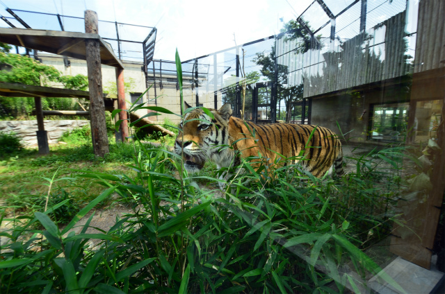 変わる大森山動物園・・・その後_b0145677_17253433.jpg