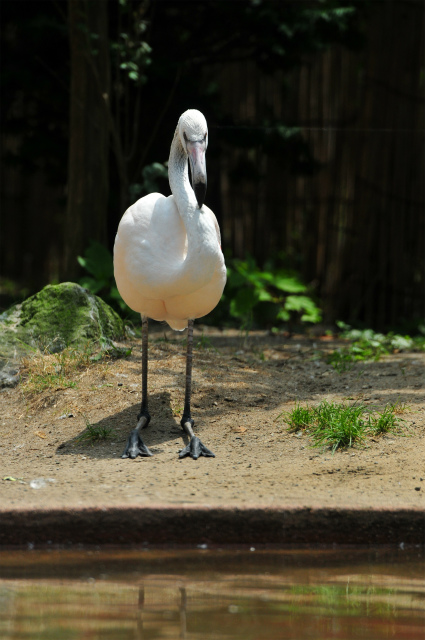 変わる大森山動物園・・・その後_b0145677_1725490.jpg