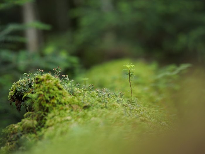 苔の森へ_a0161380_11571938.jpg