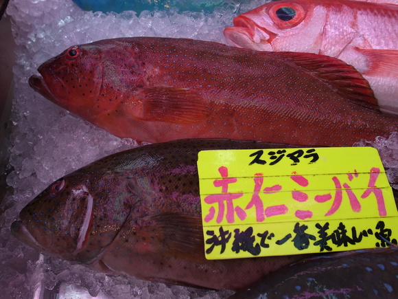 沖縄お魚の旅 その2 アカジンミーバイ 1810 12 きたえもんの お魚ブログ