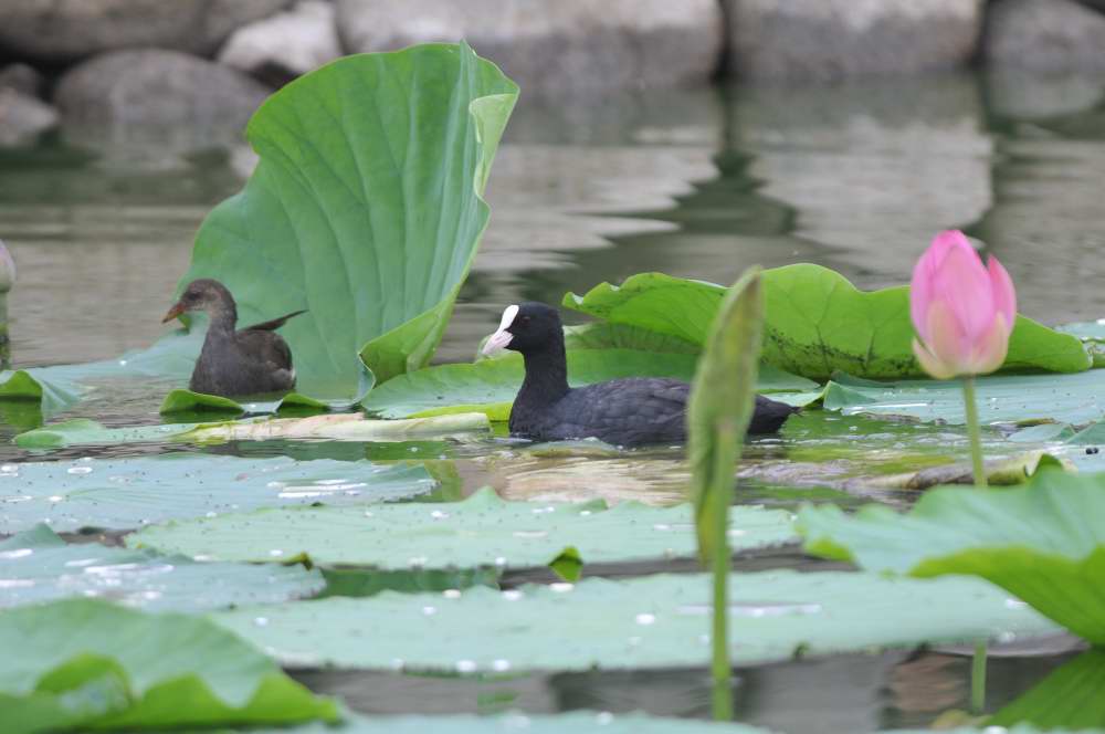 蓮の咲く水辺で_f0202686_1058726.jpg