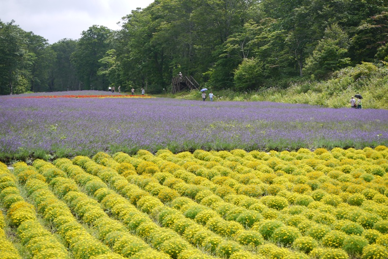 たんばらラベンダーパーク②_a0127090_15292015.jpg