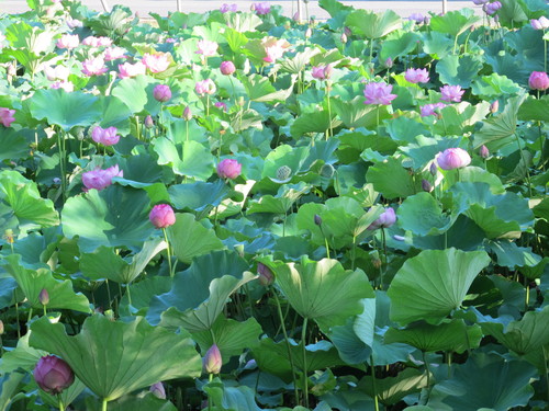 蓮の花が満開、松が岬公園のお濠（６）２０１２．８．１９_c0075701_1119293.jpg