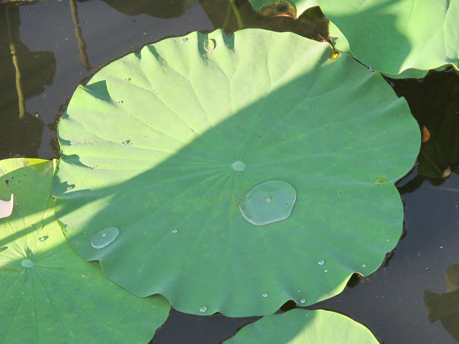 蓮の花が満開、松が岬公園のお濠（９）　２０１２．８．１９_c0075701_13551213.jpg