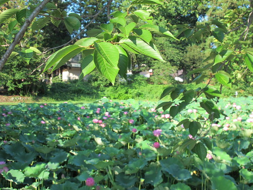 蓮の花が満開、松が岬公園のお濠（１９）_c0075701_2323356.jpg