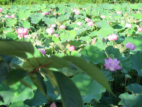 蓮の花が満開、松が岬公園のお濠（１９）_c0075701_2324390.jpg