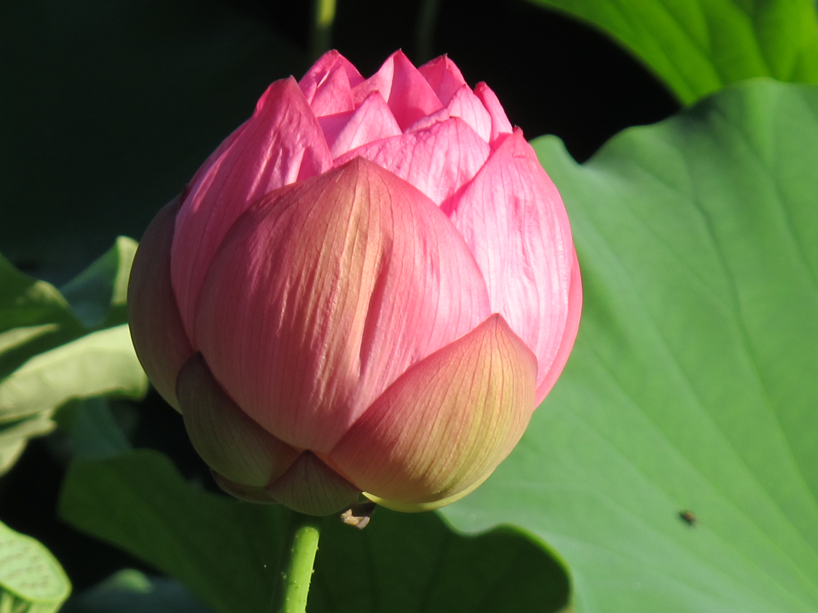 蓮の花が満開、松が岬公園のお濠（4）_c0075701_9424715.jpg