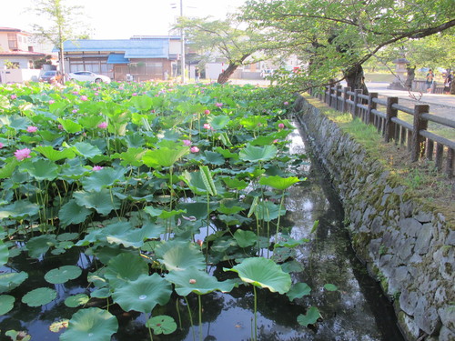 蓮の花が満開、松が岬公園のお濠（5）_c0075701_950250.jpg