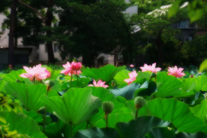 a0263109_17514515.jpg
