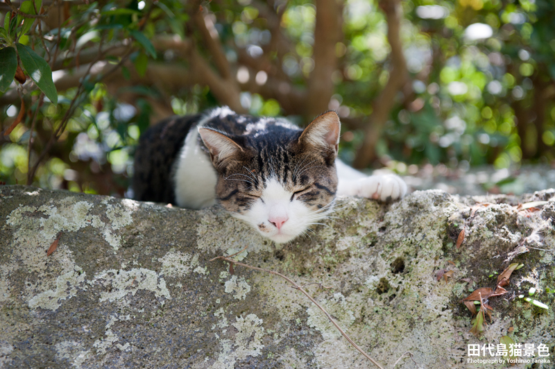 田代島猫景色（続編42） 残暑見舞い_d0149713_16564458.jpg