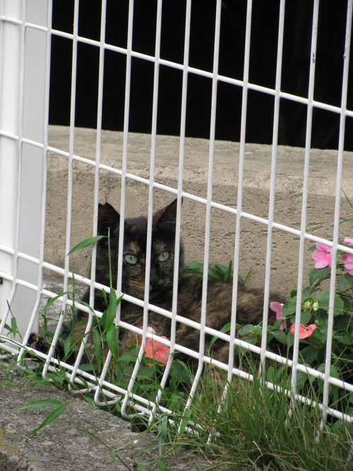 東海林さだお-食べ物屋さんめぐり_e0101819_747233.jpg