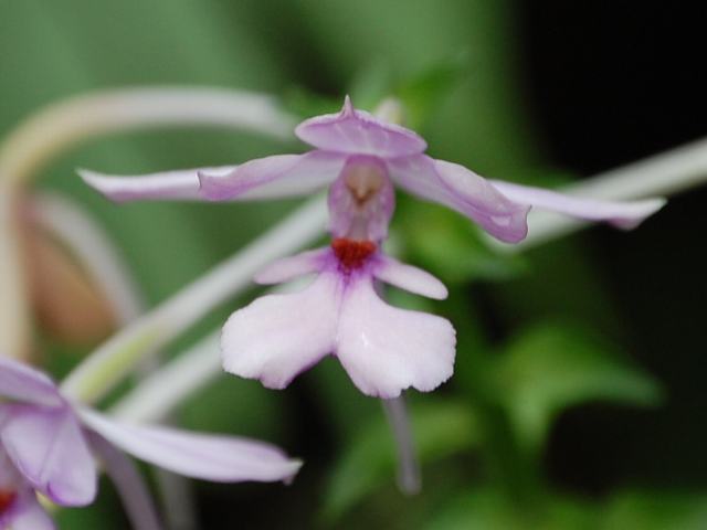 琉球海老根 リュウキュウエビネ 花の仲間調べ 琉球海老根 リュウキュウエビネ 花の仲間調べ
