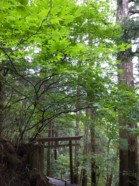 樹霊・玉置神社_f0146132_2146516.jpg