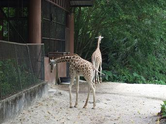 タイピン動物園_e0089238_94138.jpg