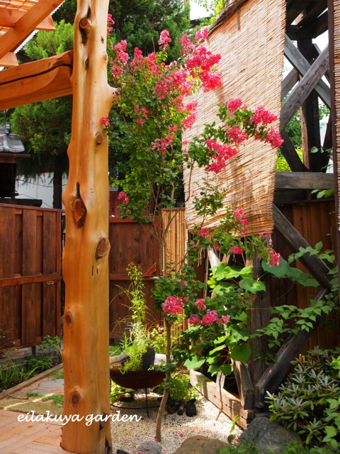 木材インテリア サルスベリ 艶やかな花姿。夏の木 “ サルスベリ ” : 永