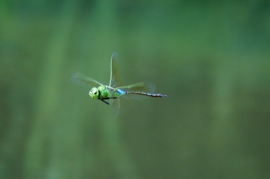 f0124451_03897.jpg