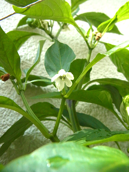 野菜の花ことば うまいやさい