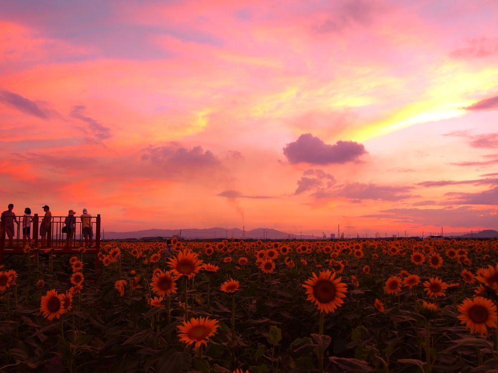 夏空の花々　〜向日葵＆花火〜_b0222467_1516454.jpg