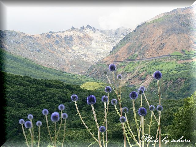 タデハラ、初秋の花達_d0102968_6154854.jpg