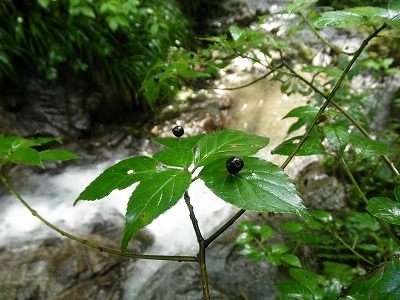 金剛山モミジ谷　2012.8.19_f0057070_22471317.jpg