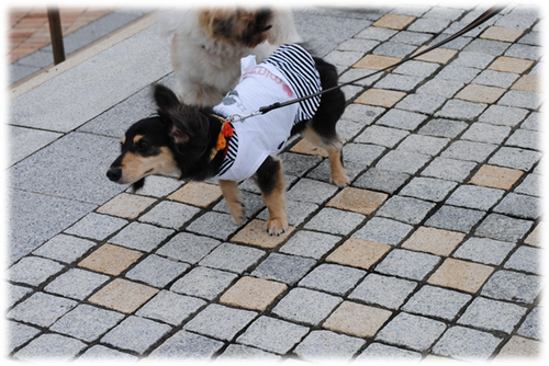 b0242873_23395378.png