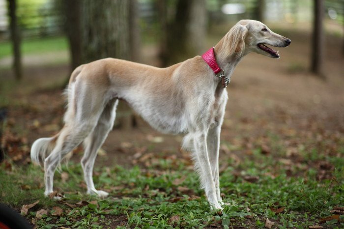 サルーキ という犬種 しゅっぽっぽの犬写真館 サルーキ という犬種 しゅっぽっぽの犬写真館