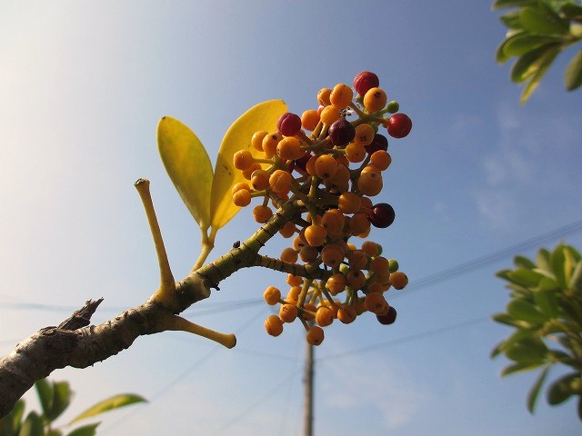 b0182884_17241025.jpg